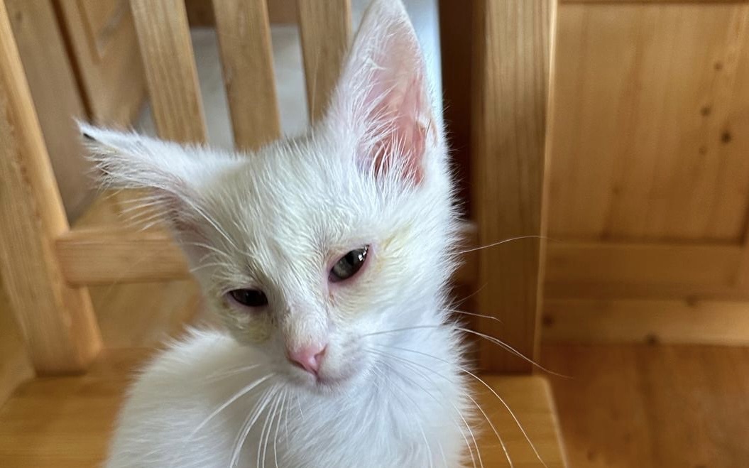 Fundkater ca. 10 Wochen